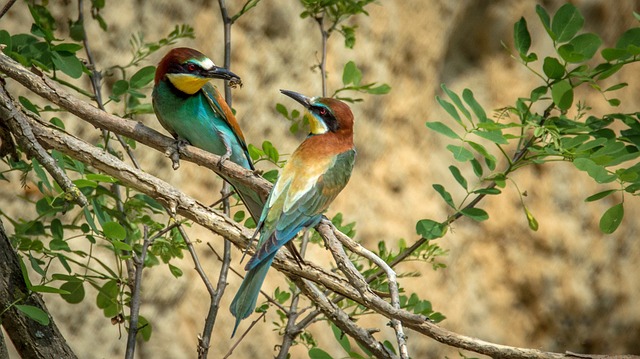 bee-eater birdwatching olhao portugal