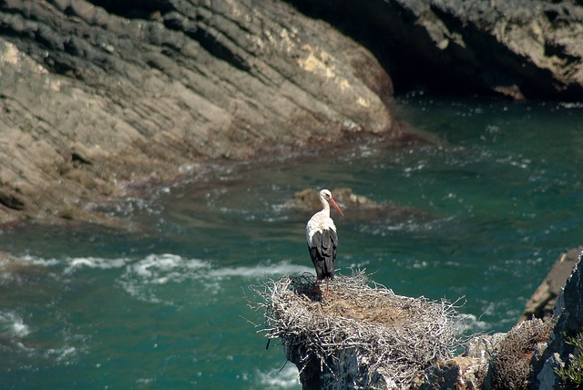 birdwatching olhao portugal
